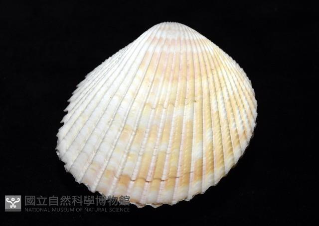 方鳥尾蛤藏品圖，第9張