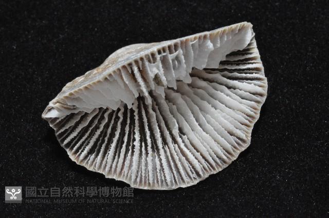 優雅扇形珊瑚藏品圖，第9張