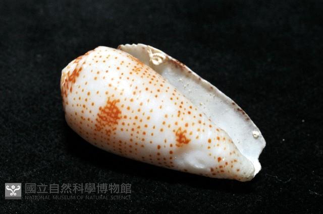 飛蠅芋螺藏品圖，第9張