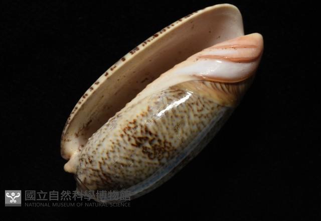 金唇榧螺藏品圖，第9張