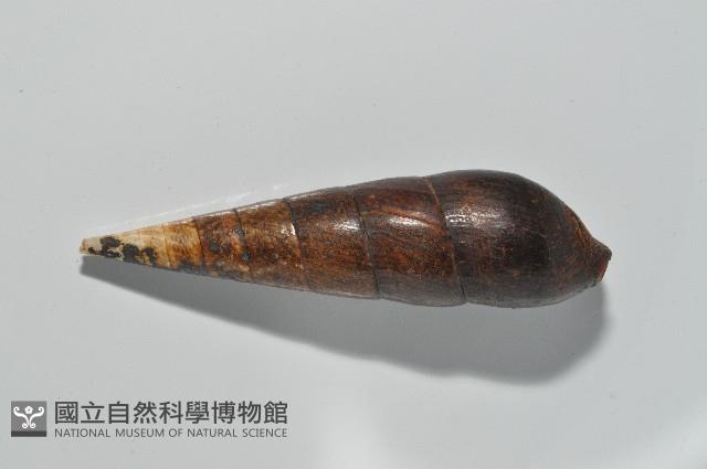 黑蜷藏品圖，第9張