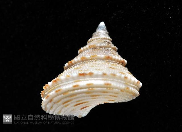 麗口螺之一種藏品圖，第9張