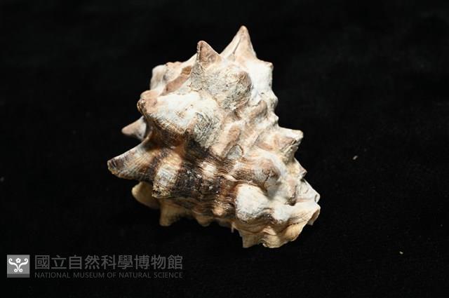 短拳螺藏品圖，第9張