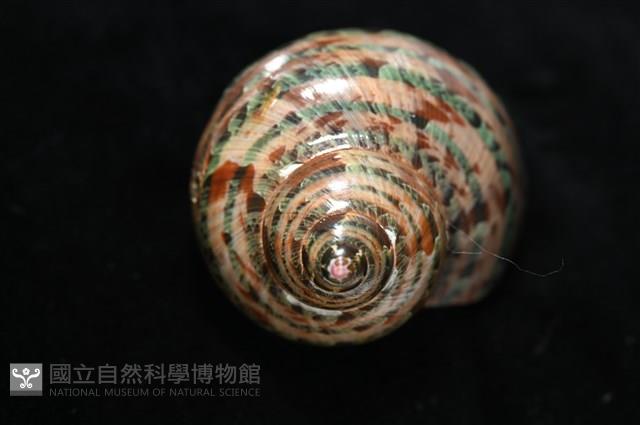 貓眼蠑螺藏品圖，第9張