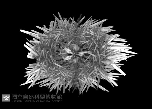 梅氏長海膽藏品圖，第9張