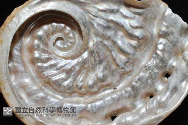 旋梯鮑螺藏品圖，第9張