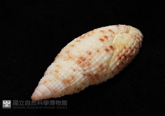 蝶斑筆螺藏品圖，第9張