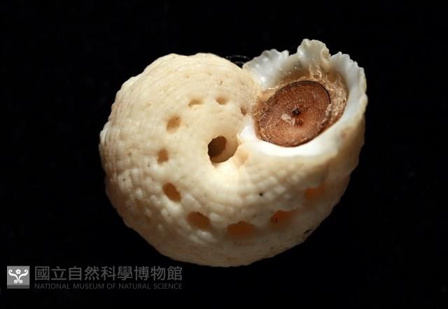 換日線花冠螺藏品圖，第9張