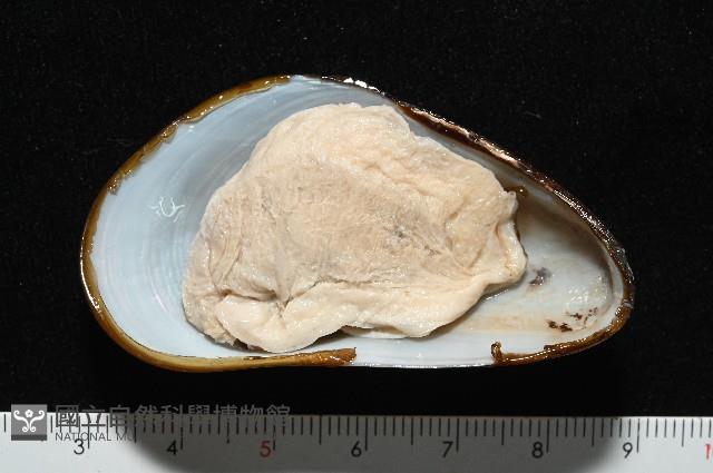 平端深海殼菜蛤藏品圖，第9張