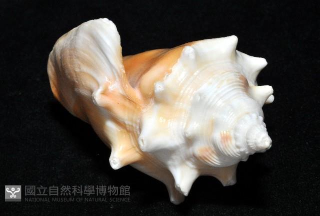 金拳鳳凰螺藏品圖，第9張