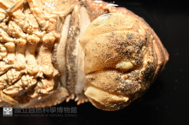 韓氏擬蟬蝦藏品圖，第9張