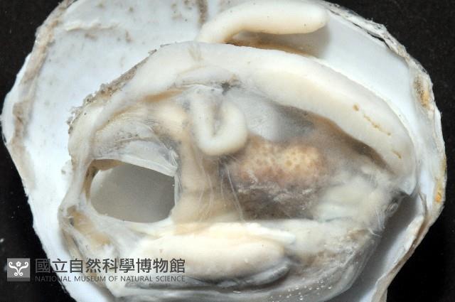 索足蛤藏品圖，第9張