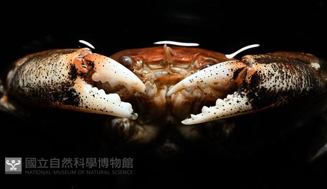 紫隆背蟹藏品圖，第9張