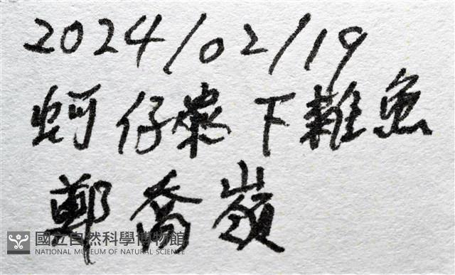 短刺伊蟹藏品圖，第9張