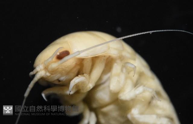 道氏紡錘水虱藏品圖，第9張
