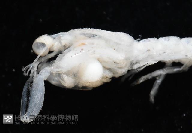 托瑪西尼幼嫩蝦蛄藏品圖，第9張