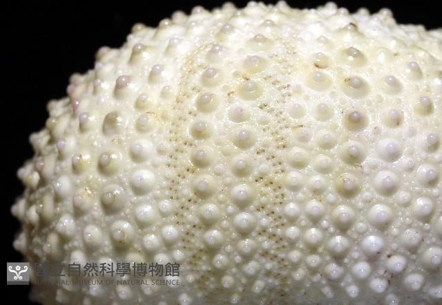 梅氏長海膽藏品圖，第9張