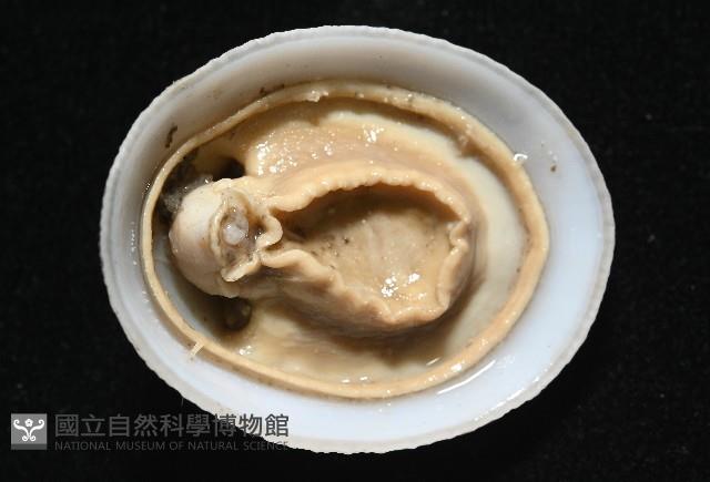 尖頂梳齒笠螺藏品圖，第9張