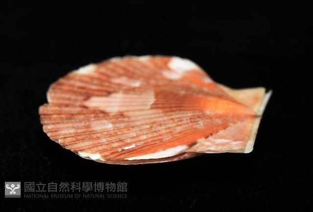 箱形海扇蛤藏品圖，第9張