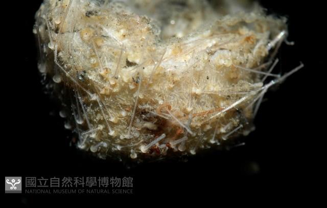 小葫蘆海膽藏品圖，第9張