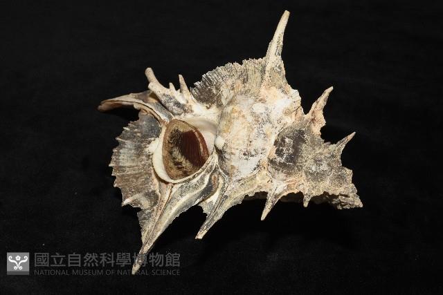 岩石芭蕉螺藏品圖，第9張