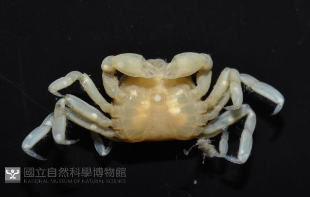 中華蚶豆蟹藏品圖，第9張