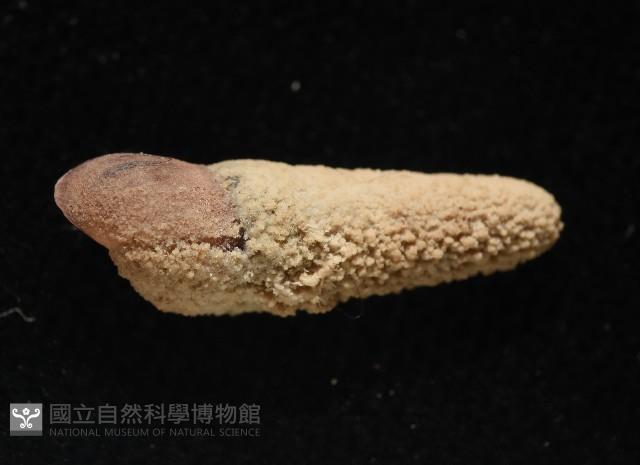 錐蜷藏品圖，第9張