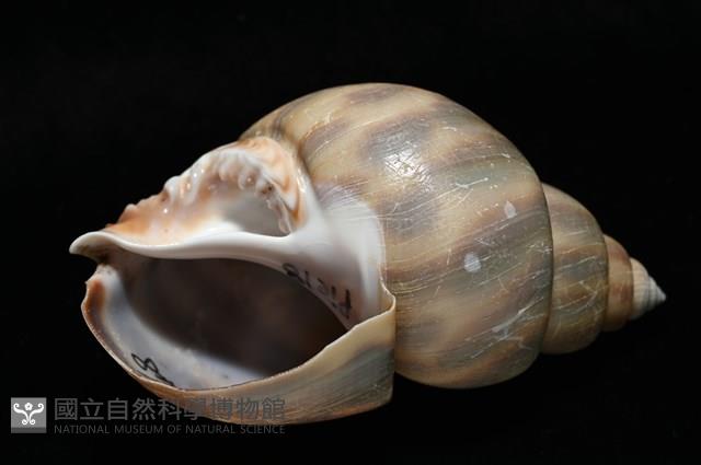 皮氏鳳螺藏品圖，第9張