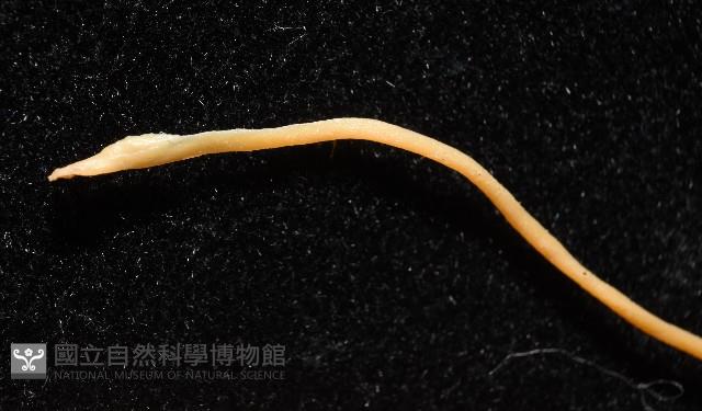 越南烏賊藏品圖，第9張