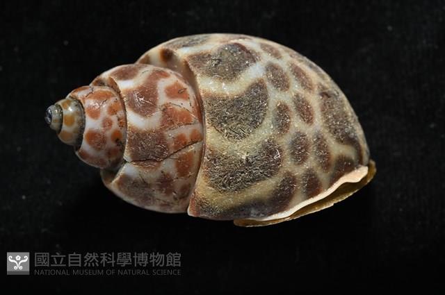 深溝鳳螺藏品圖，第9張