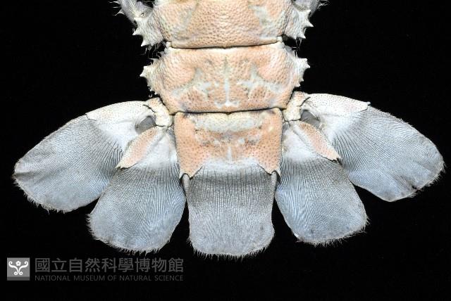 三角脊龍蝦藏品圖，第9張