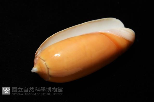 登錄號:007819-00130藏品圖，第9張