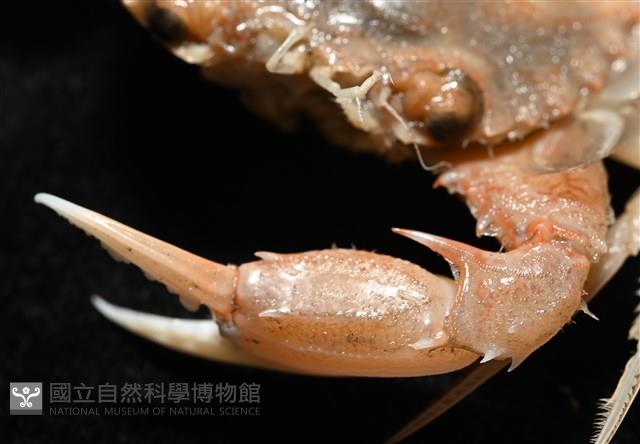 雙斑蟳藏品圖，第9張