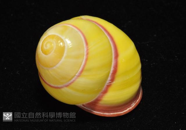 環紋光澤蝸牛藏品圖，第9張