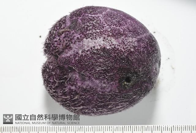 中華釜海膽藏品圖，第9張