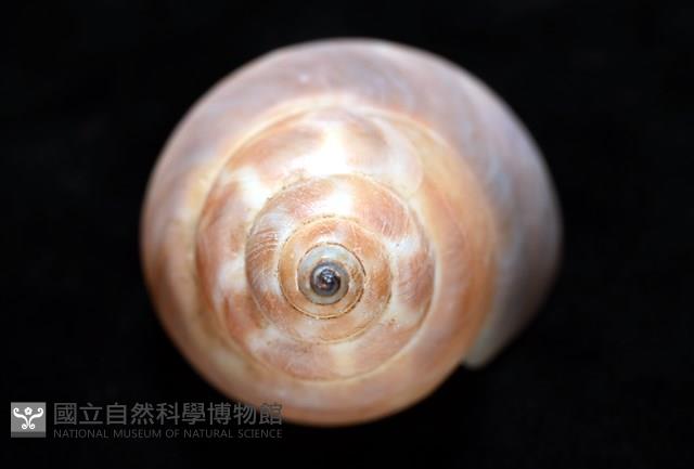 錫蘭鳳螺藏品圖，第9張