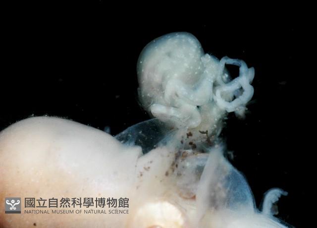 未知種船蛸藏品圖，第9張