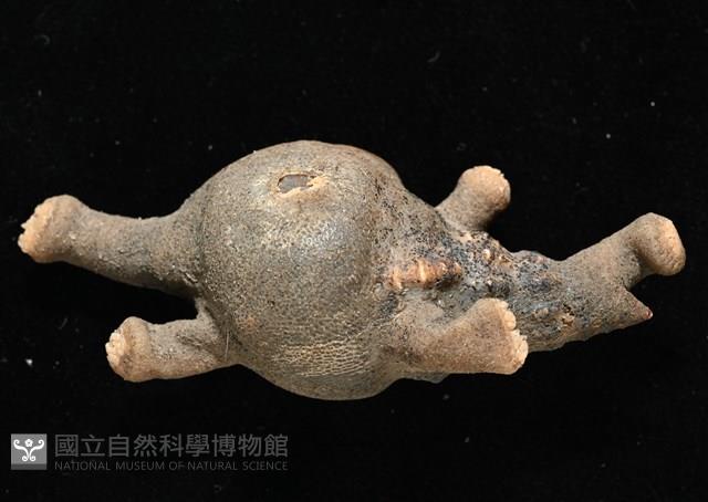 寄居蟹鞘群海葵藏品圖，第9張