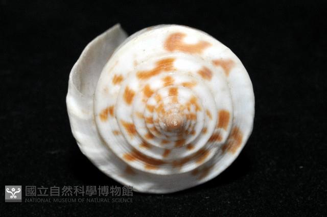 愛貓芋螺藏品圖，第9張