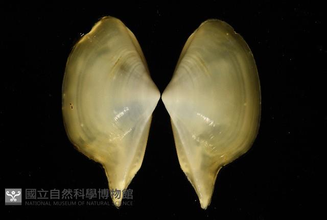深淵馬刺蛤藏品圖，第9張