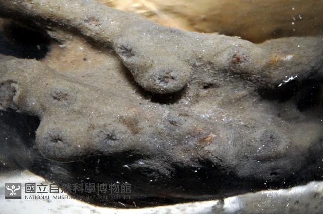 未知種鞘群海葵藏品圖，第9張