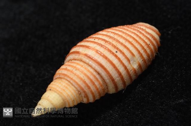 巧彫筆螺藏品圖，第9張