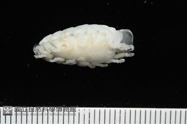 未知種縮頭水虱藏品圖，第9張