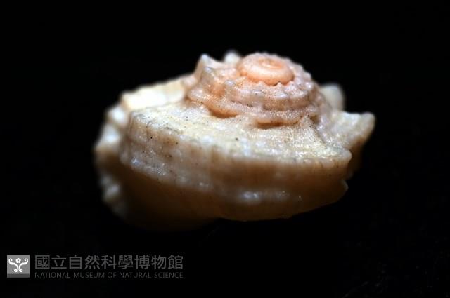 孤鴻花冠螺藏品圖，第9張