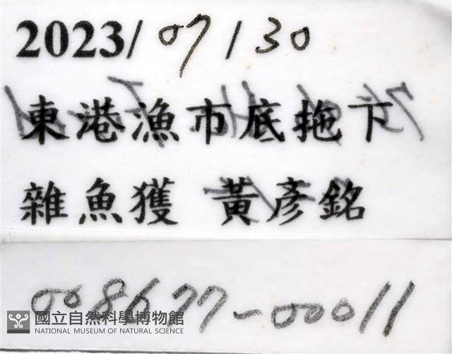 蟹花茗荷藏品圖，第9張