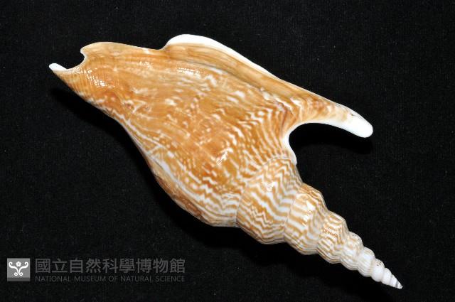 金斧鳳凰螺藏品圖，第9張
