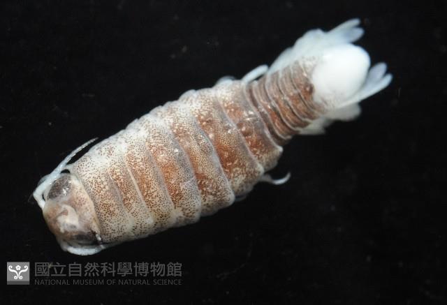 未知種浪漂水虱藏品圖，第9張