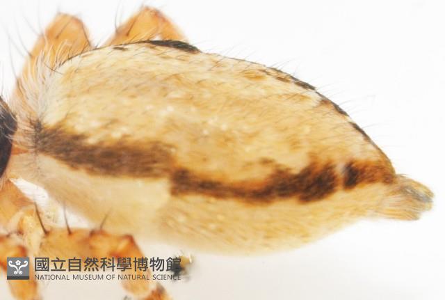 雙帶扁蠅虎藏品圖，第9張