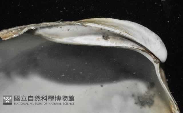 索足蛤藏品圖，第9張