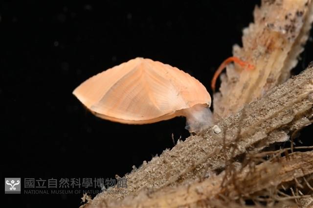 紋大茗荷藏品圖，第9張